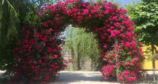گیاه رونده نسترن وحشی
