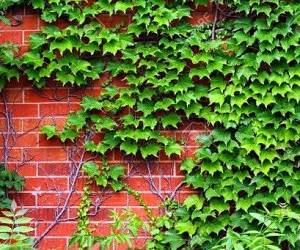 گیاه موچسب زینتی یا Parthenocissus henryana