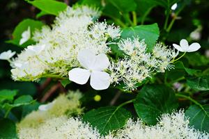گیاه ادریسی یا Pileostegia viburnoides