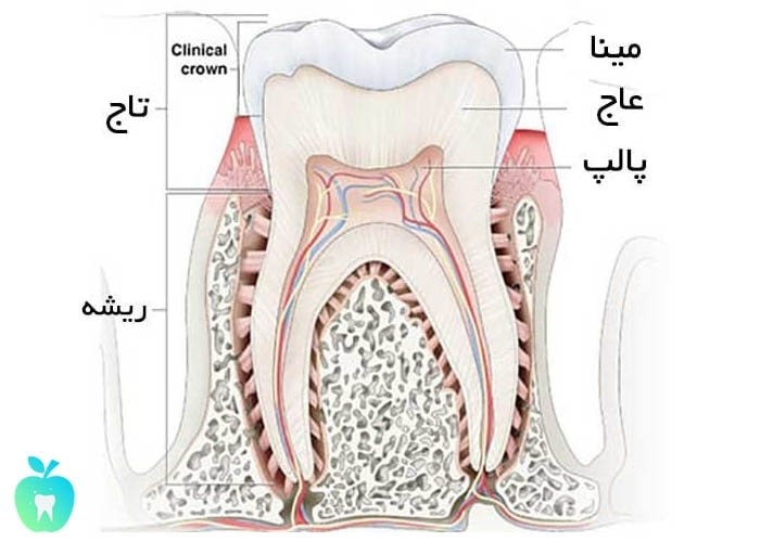 مینای دندان