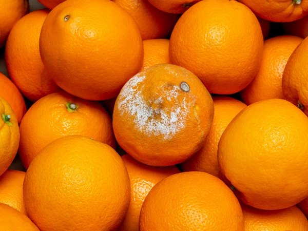 میوه کپک زده