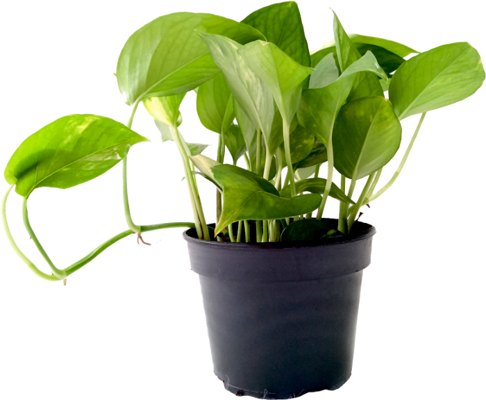 گیاه پتوس از گیاهان تولید کننده اکسیژن