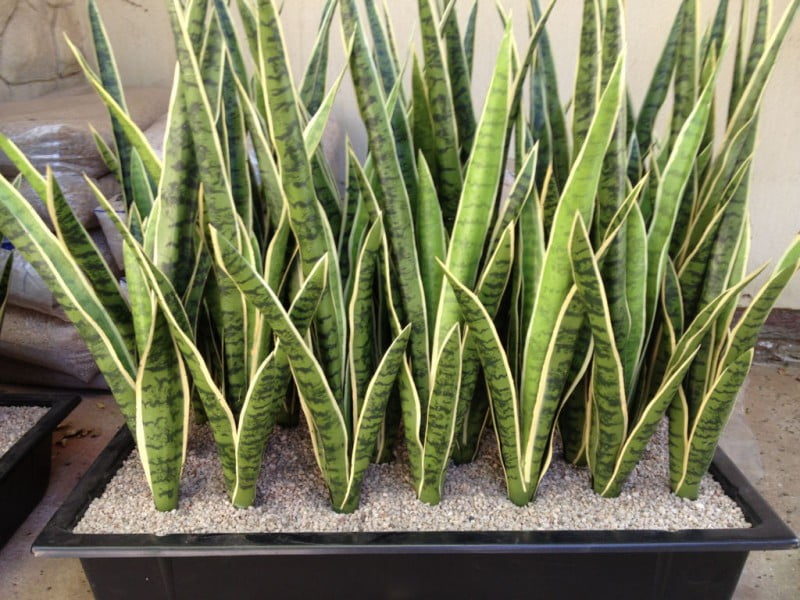 کودهای مناسب برای پاجوش زدن سانسوریا