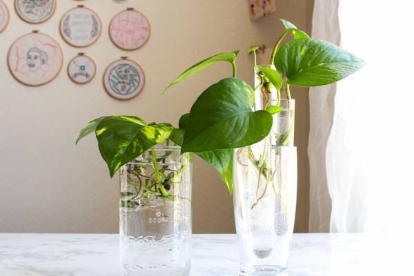 نگهداری از این گیاه در منزل (در آب)