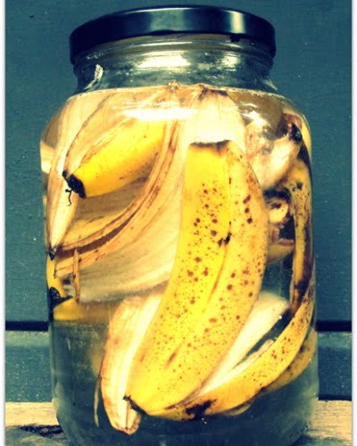 کود خانگی با موز برای پاجوش زدن سانسوریا