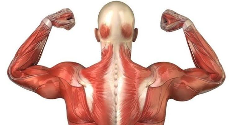 نفهم ترین ماهیچه بدن کدام است