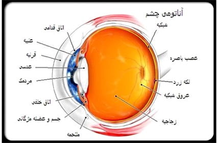 ساختار چشم